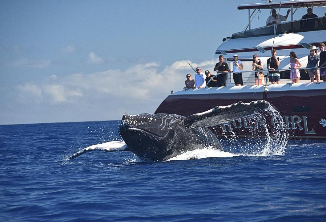 Whale Watching on the Hula Girl