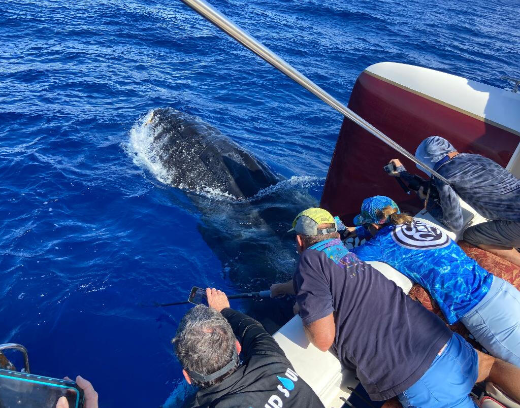 Whale Watching on the Hula Girl
